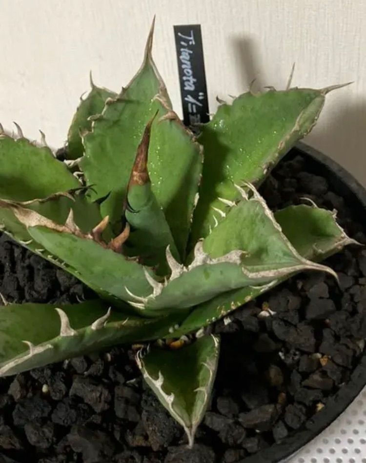あ*う様 アガベ チタノタ 姫仁王冠 プラステラ105付き Agave Titanota 