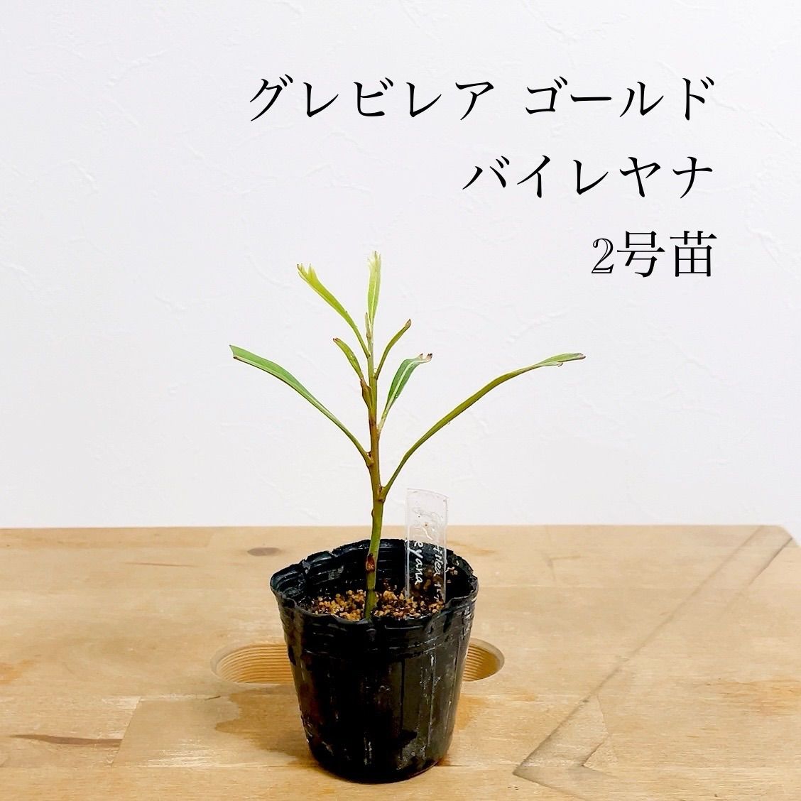 グレビレアゴールド苗 - 植物/観葉植物