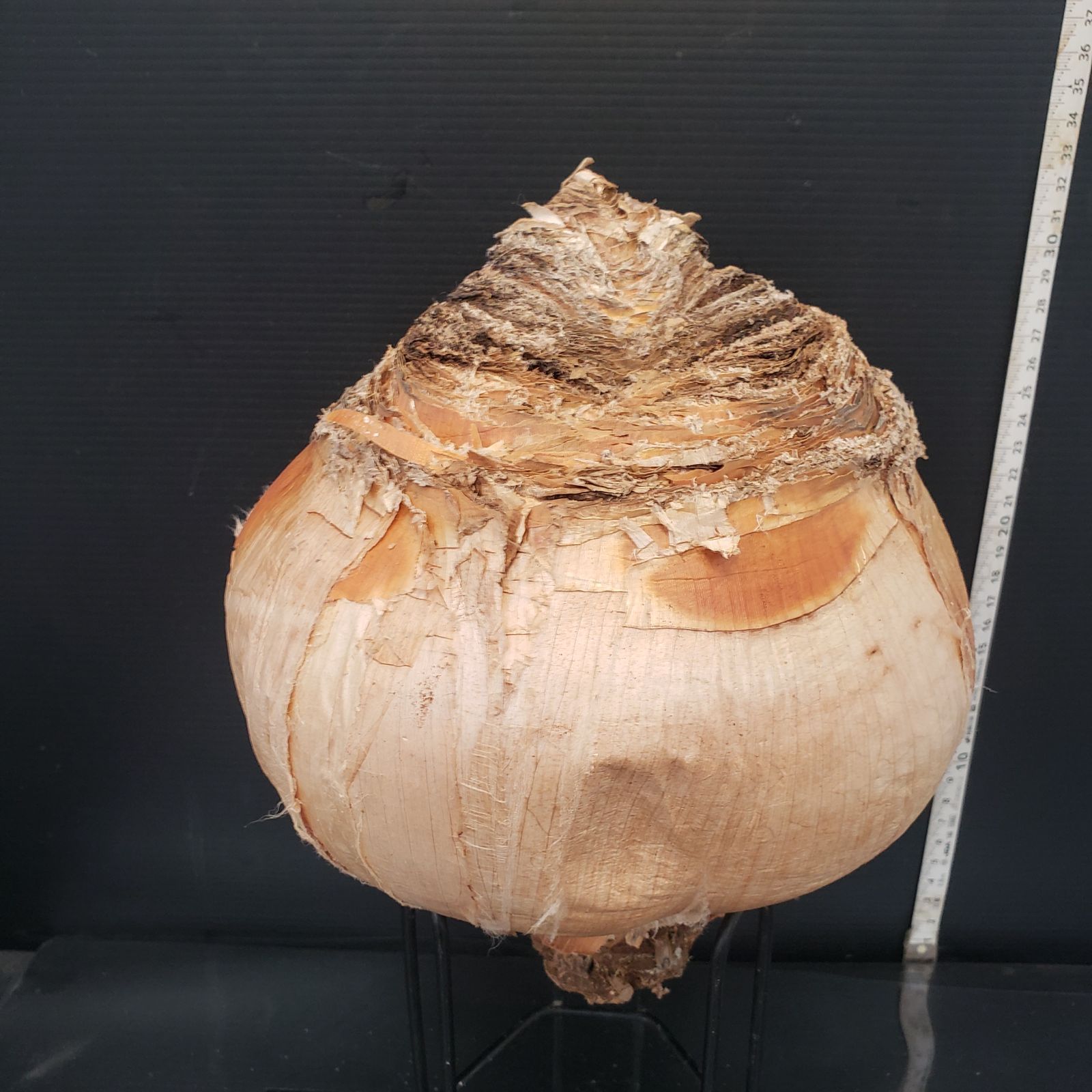 Z406 最新到着 Boophane ハエマンソイデス 現地球 抜き苗 球根植物 ブーファン ハエマンソイデス