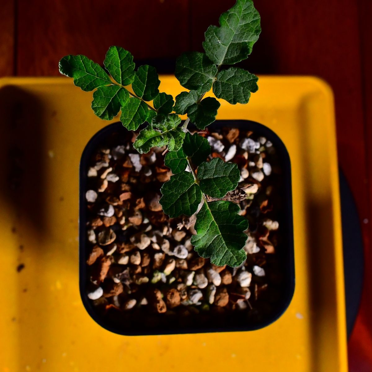 3U7 実生 ボスウェリア・サクラ Boswellia sacra コーデックス