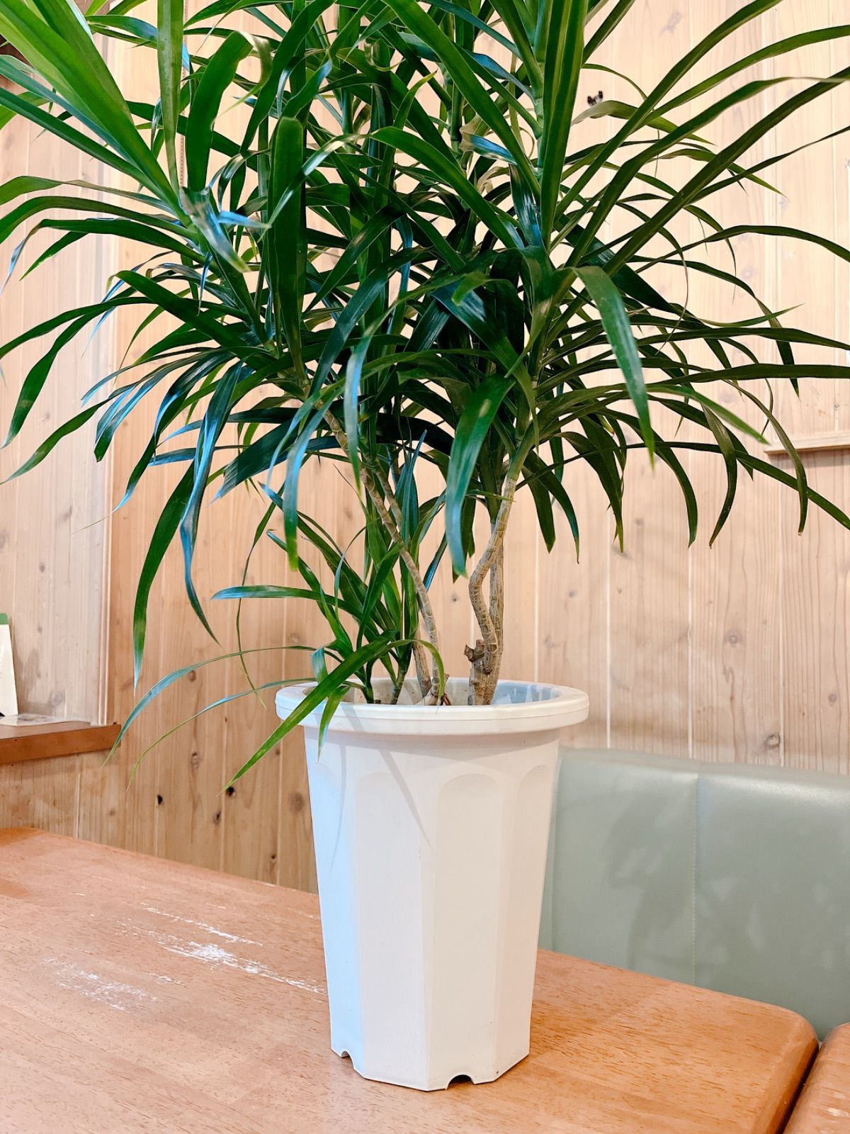 ドラセナ アングスティフォリア - メルカリ