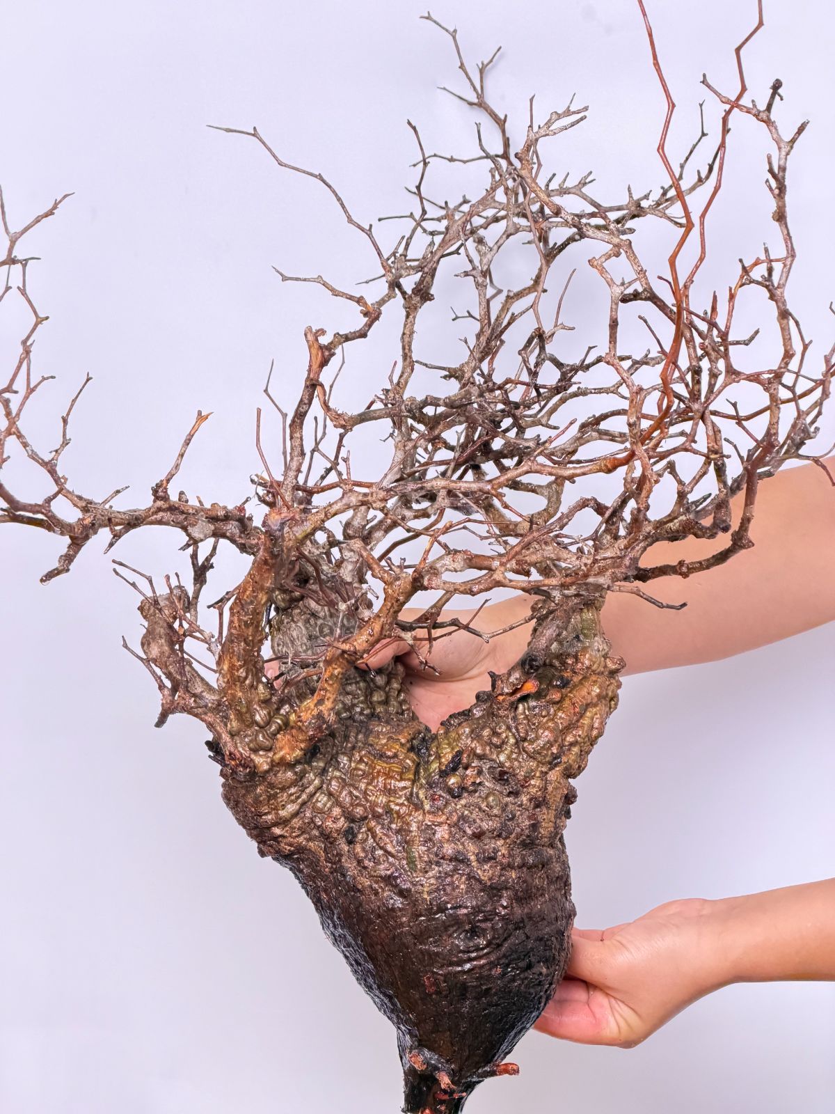 マダガスカル選抜株