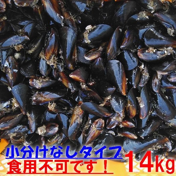 【平日15時まで即日発送可能】ムール貝送料無料！釣り餌に★「ムラサキイガイ１４ｋｇ」★冷凍発送★イガイ カラス貝 船釣り 磯釣り コブダイ釣り チヌ釣り クロダイ釣り フィッシング