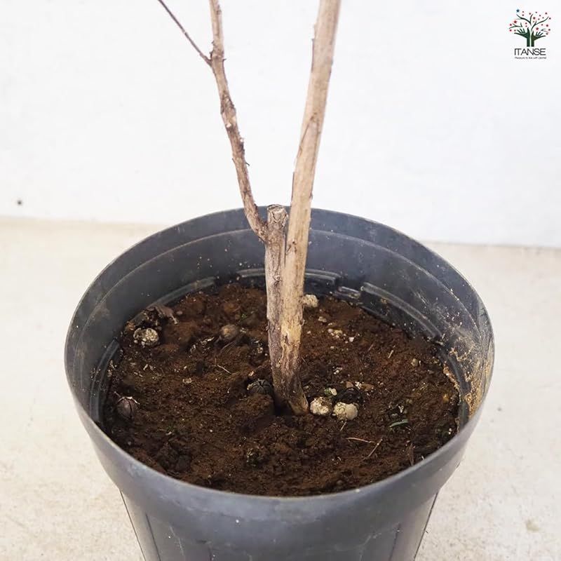 品種で選べる花木苗