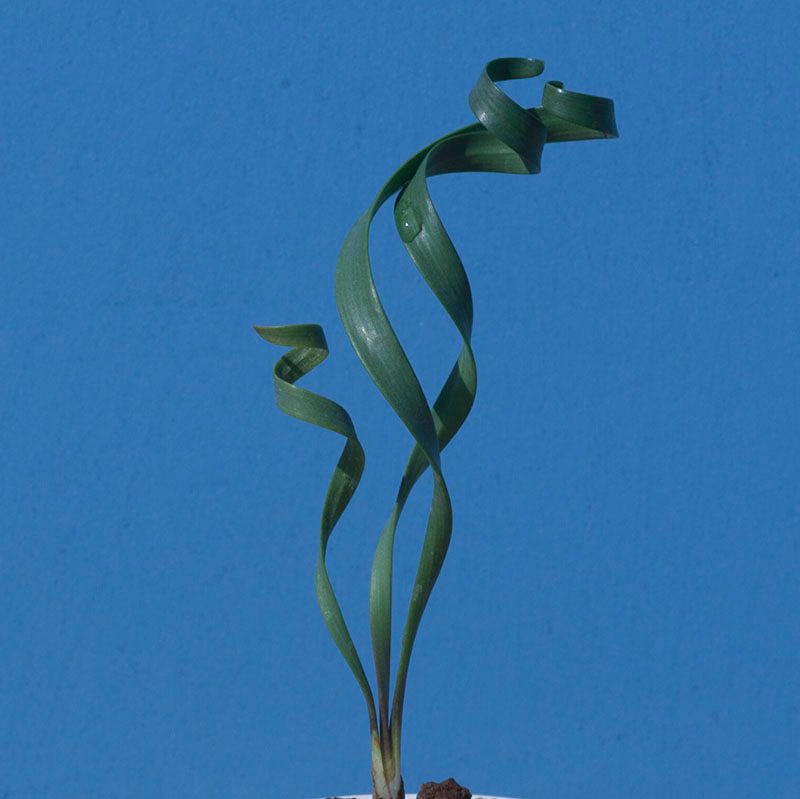 キルタンサス スピラリス Cyrtanthus spiralis EQ704 通販 実生 2.5号