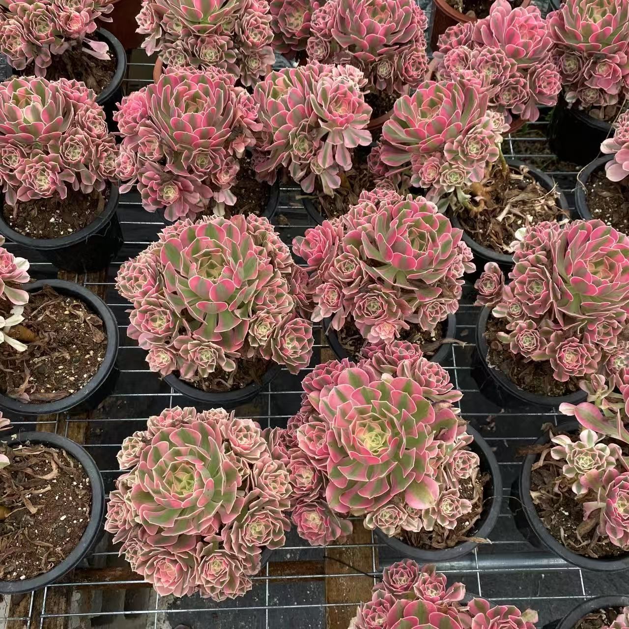 -*-様 B1528-2×20苗ピンクウィッチ抜き苗 多肉植物 エケベリア サボ B1528-2×20苗ピンクウィッチ抜き苗 多肉植物 エケベリア