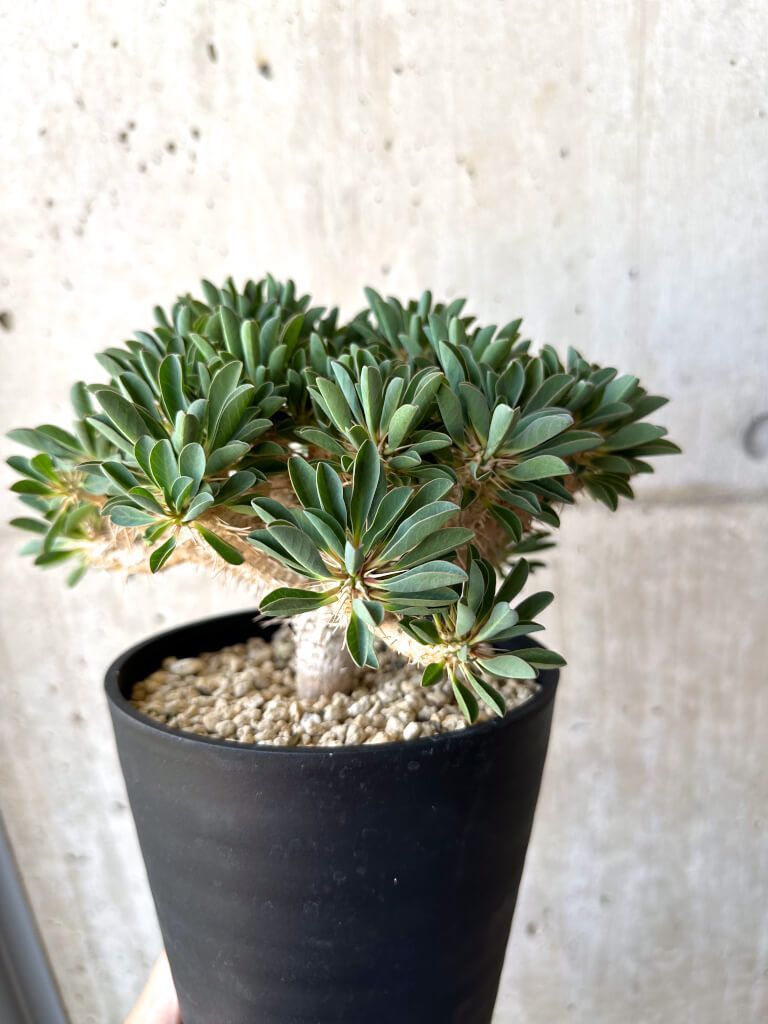 T439【自社養生株】アデニア マダガスカル産 新品種（現地球・発