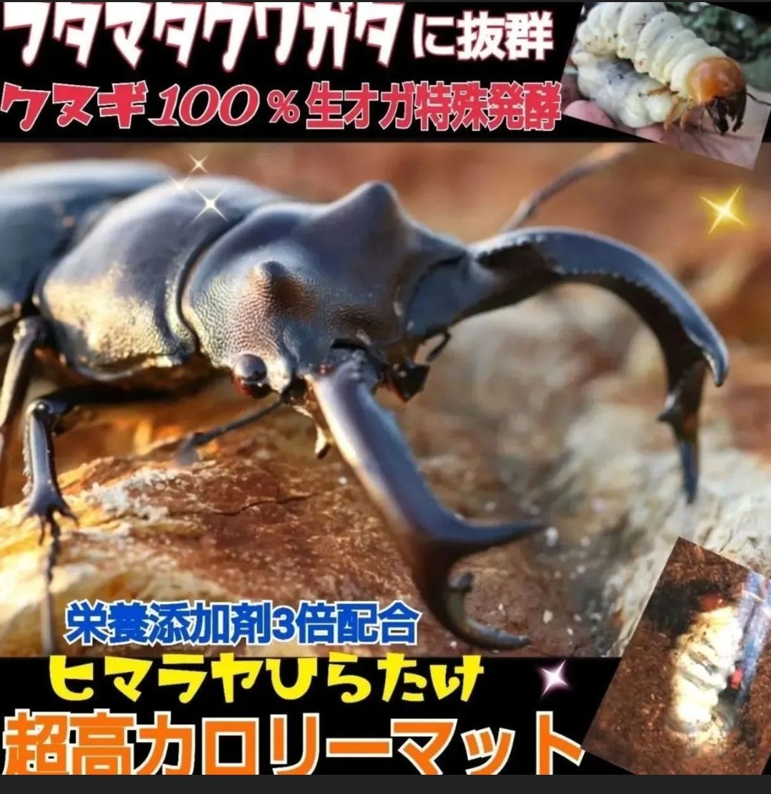 菌糸瓶より経済的に飼育できる フタマタクワガタにもお薦め