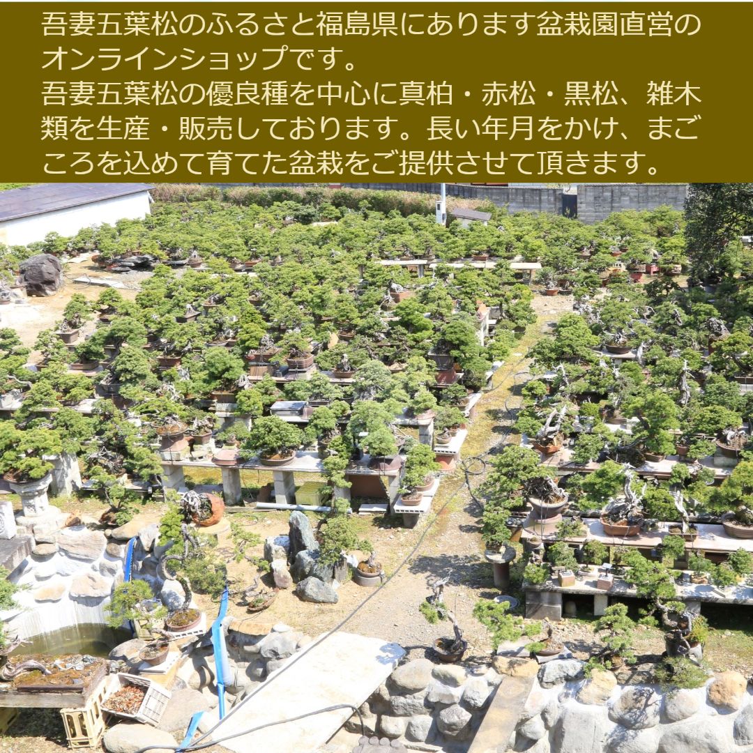 吾妻五葉松『一切経』イッサイキョウ(樹齢約60年) 中品盆栽【泰寿園 Online】 - メルカリ