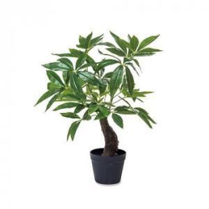 5営業日で発送 ポッシュリビング 81128 パキラ