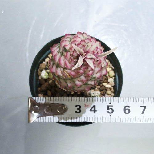 ユーフォルビア 蘇鉄麒麟 斑入り 2号 個体Ｂ 503922 STEELWINDOWSANDDOORS_COM