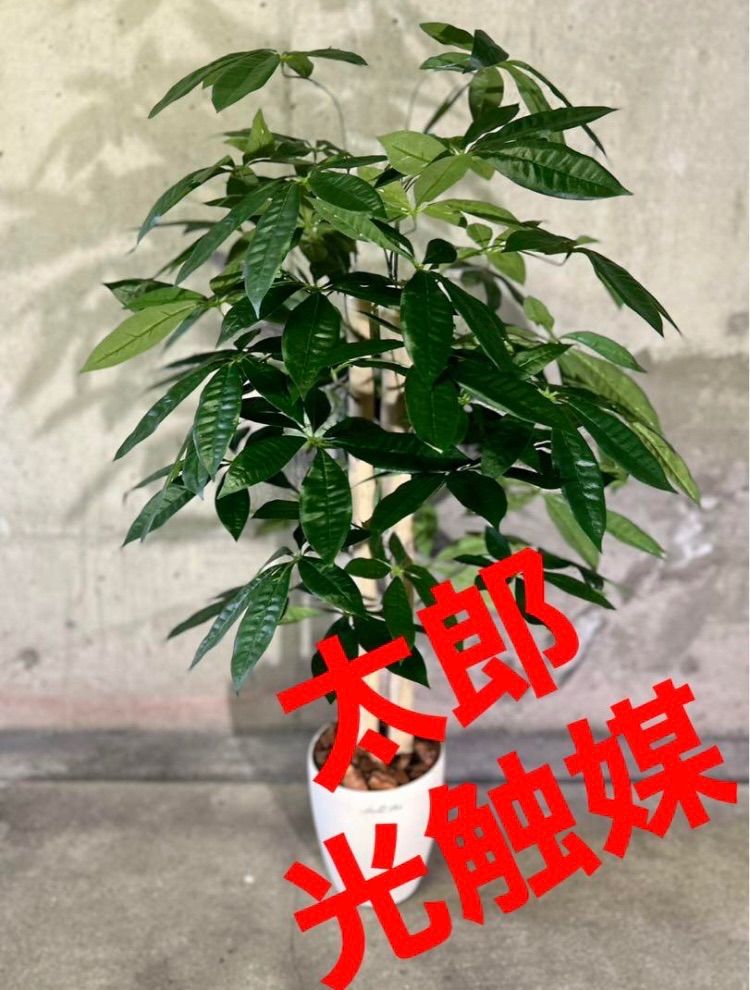 光触媒　人工観葉植物　ウォールグリーン　フェイクグリーン　パキラ11070@gja