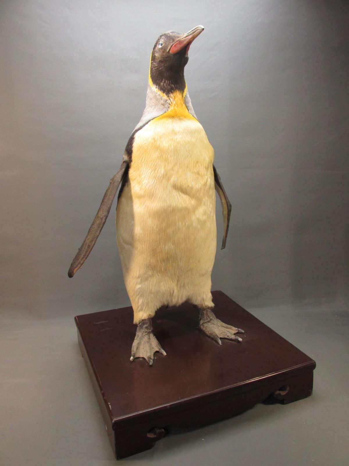 皇帝ペンギン　本物剥製　身長69cm