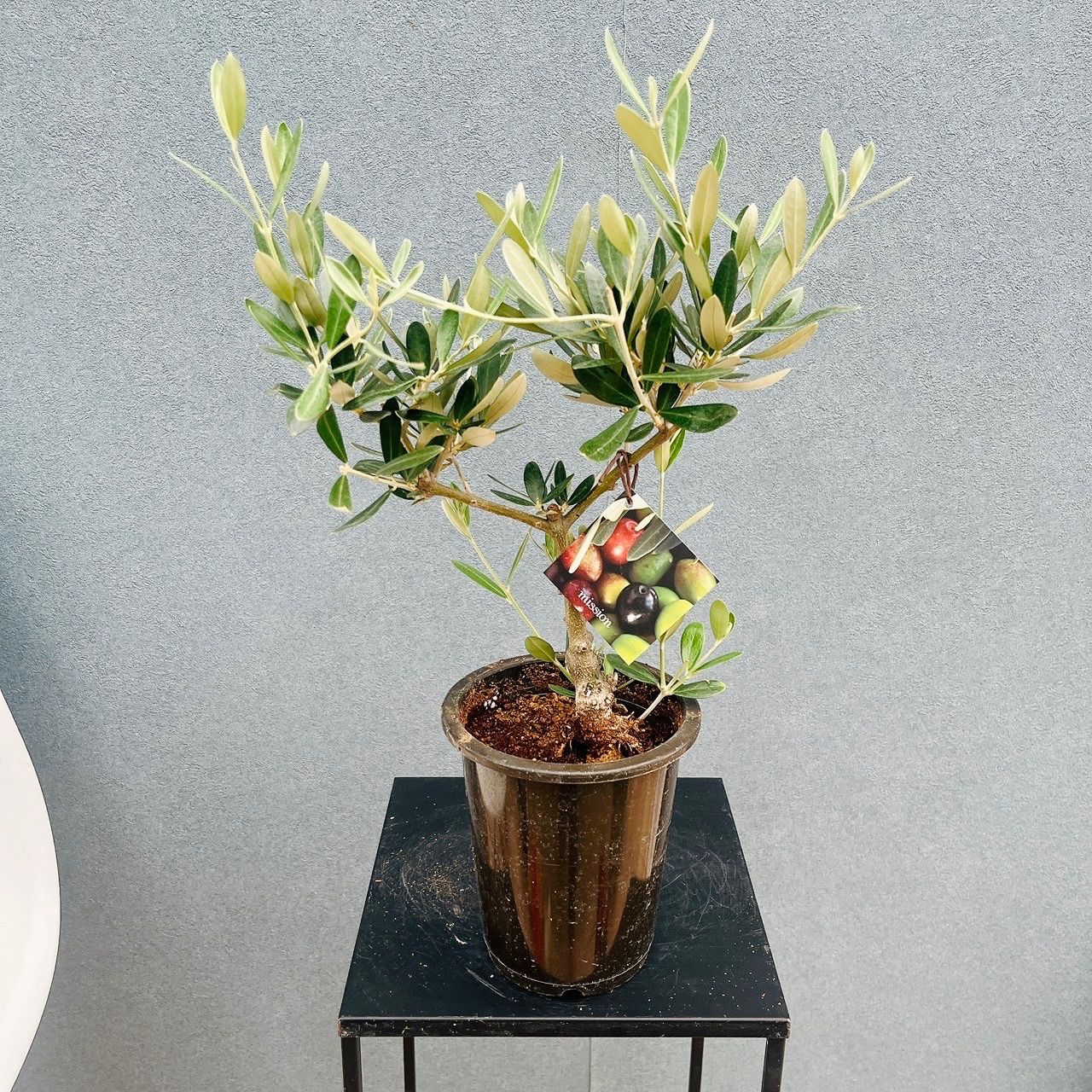 現品］♡かわいい♡ 9番 創樹 オリーブ ミッション 4号 観葉植物 小型