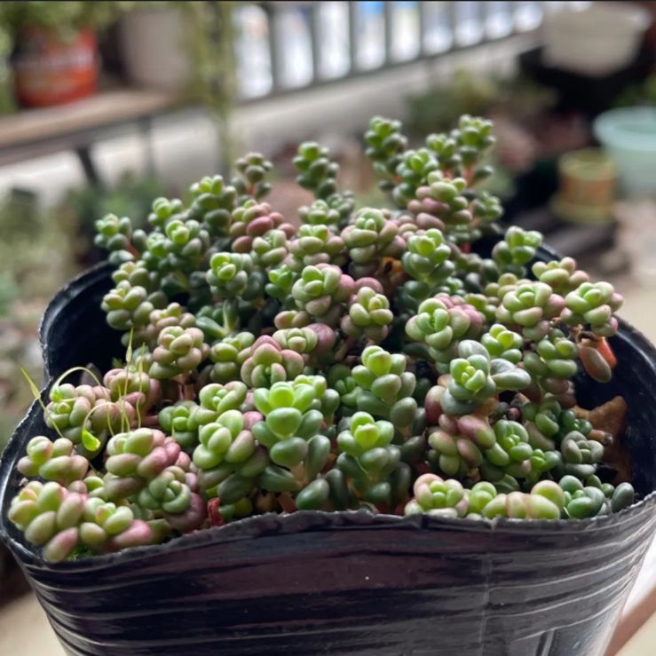 多肉植物❤レア❤ハッピー❤抜き苗 多肉植物❤レア❤ハッピー❤抜き苗