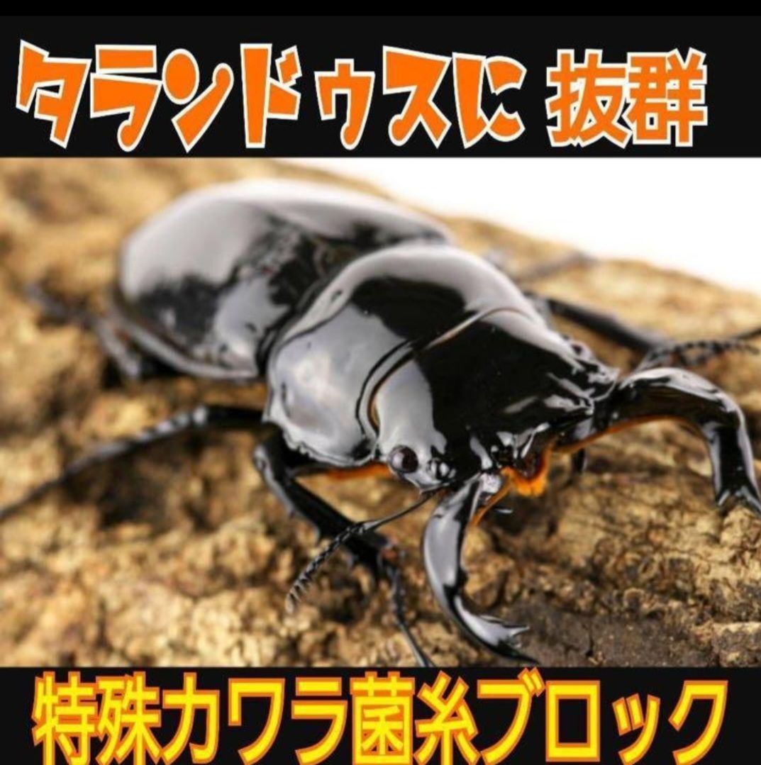 極上！初菌！カワラタケ菌糸ブロック6個☆タランドゥス・オウゴンオニクワガタに抜群 - メルカリ