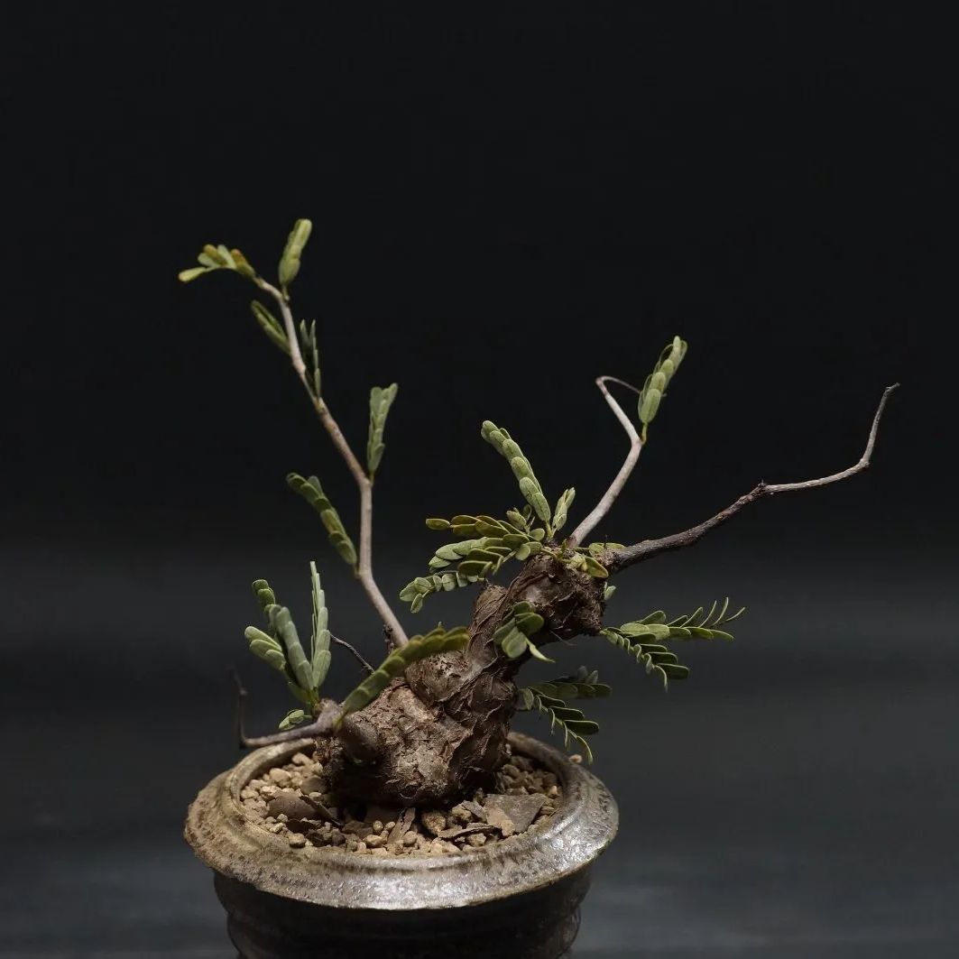 meridionalis センナ