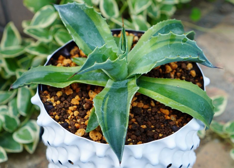 アガベ オバティフォリア ドワーフ 大きいサイズ アガベ オバティ