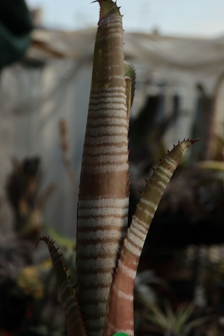 ブロメリア・エアープランツ Billbergia La Vie En Rose
