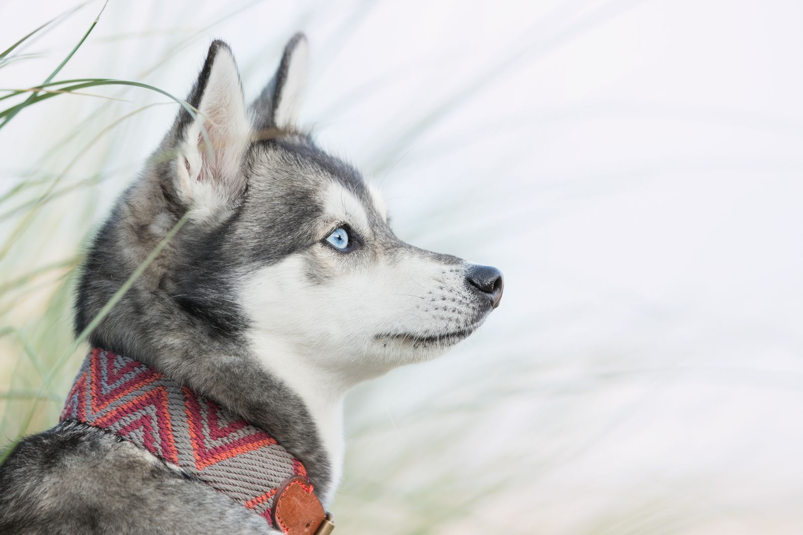 Peruvian Gold スペイン製 高級犬用ハーネス (小型犬中型犬) Peruvian Gold スペイン製 高級犬用ハーネス (小型犬中型犬)