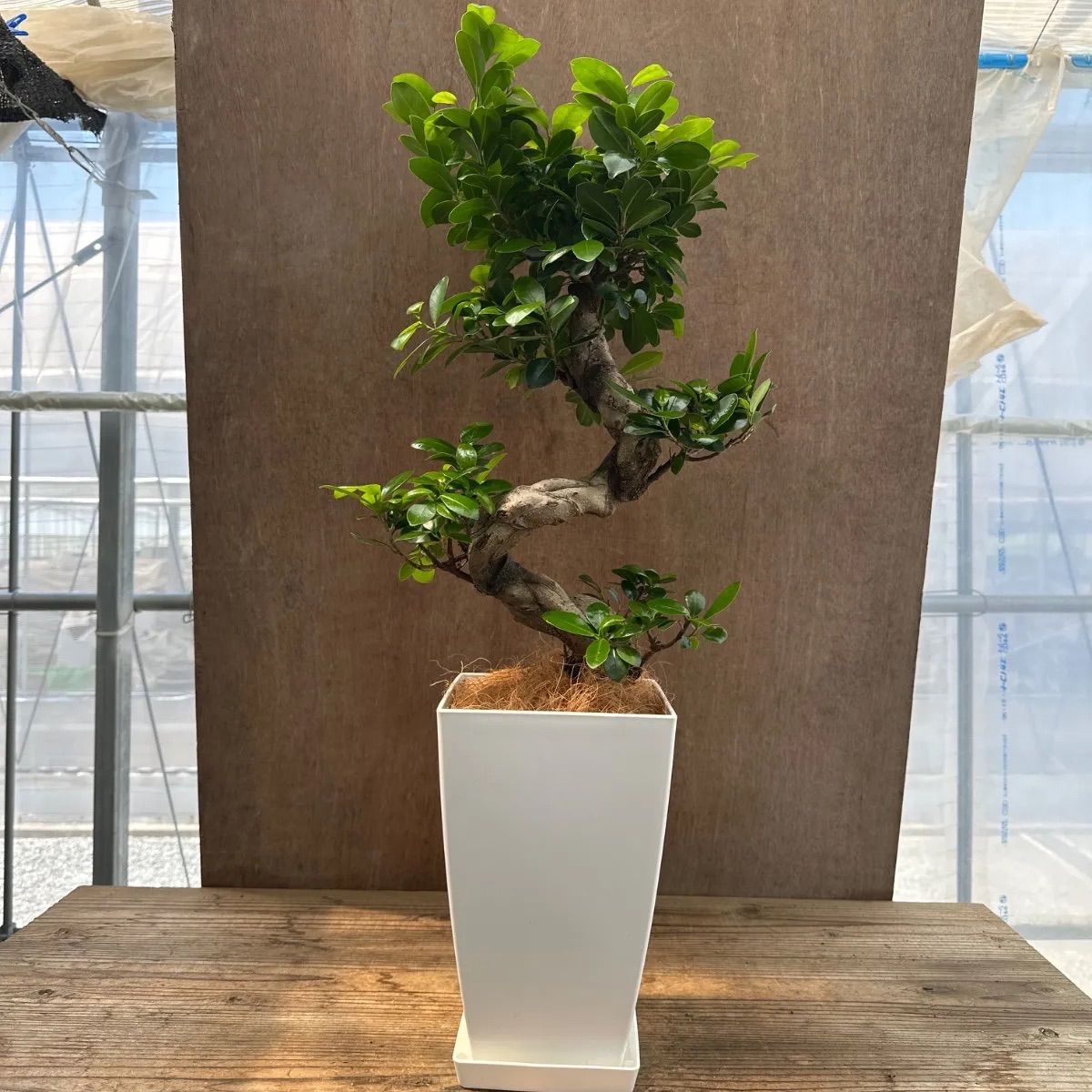 ②幸せのキジムナー人形 エンジェルドール 樹脂製 約15cm 人気作家