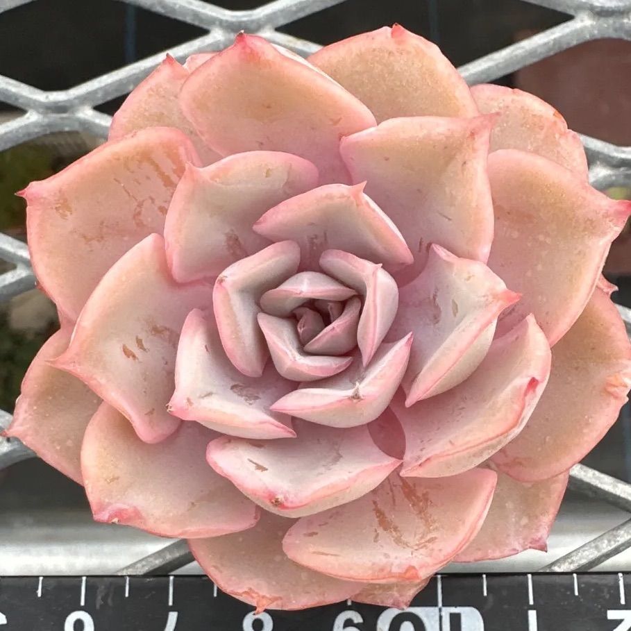 ピンキールミ② 【現品】エケベリア 多肉植物 カット苗 - メルカリ