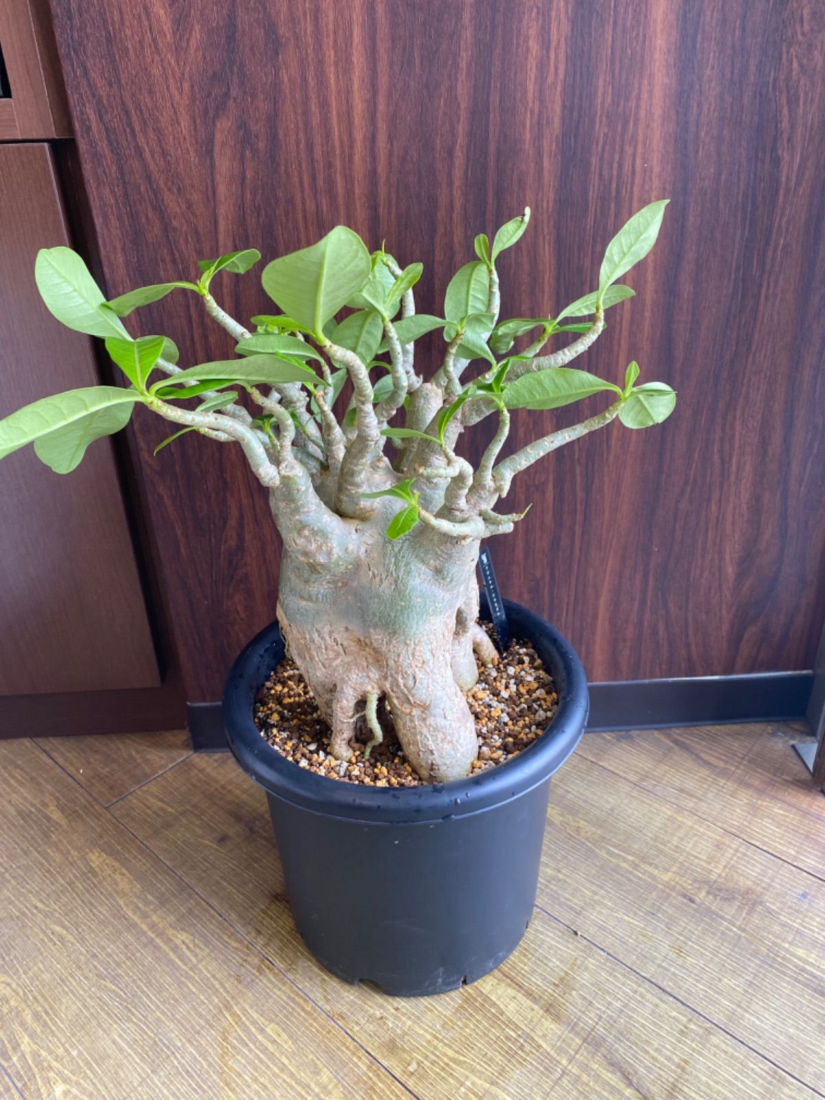 アデニウム・アラビカム 超大株 タコ足 洞窟フォーム 発根済み