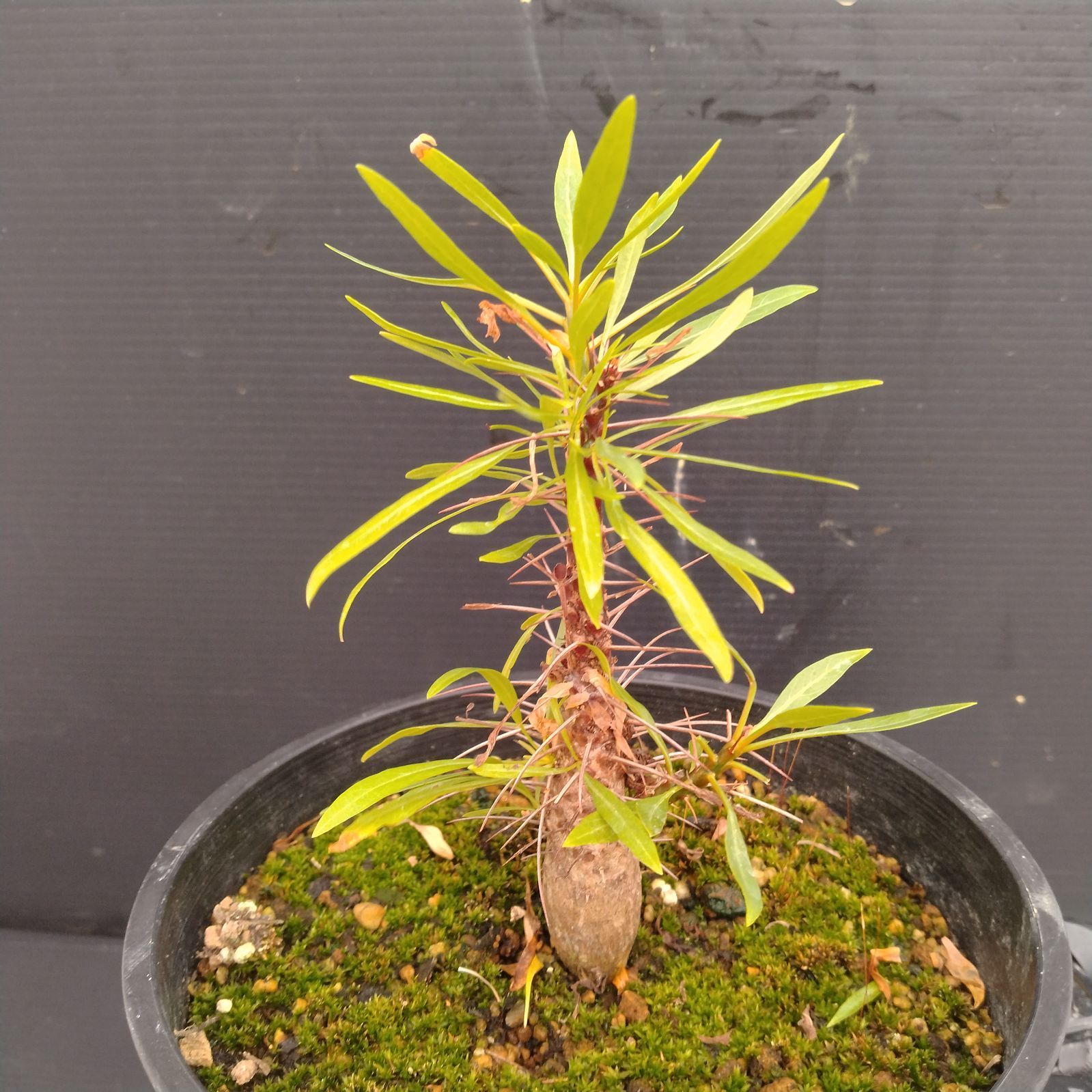 【速達ご対応です★国内実生株！】　フォークイエリア　プルプシー　鉢のまま発送　m フォークイエリア プルプシー | hanayoshi-botanical