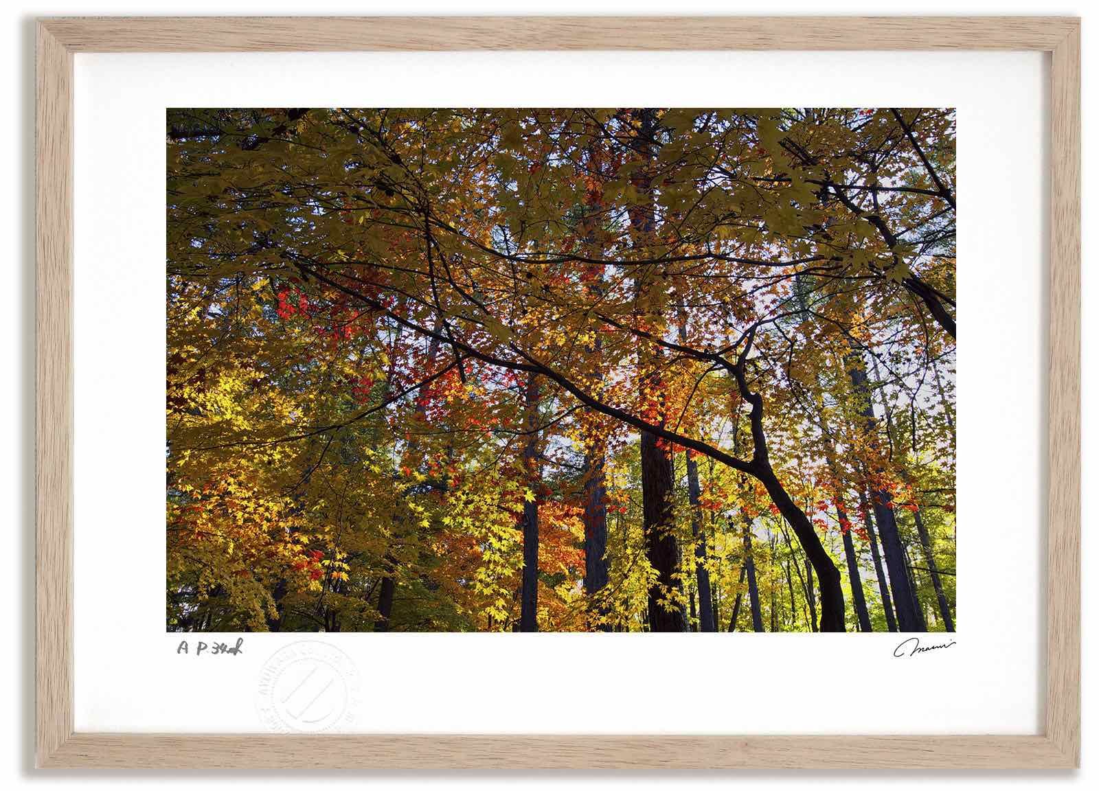 アートフォト 絵画 紅葉と白樺の紅葉⁄中富良野町 アートフォト