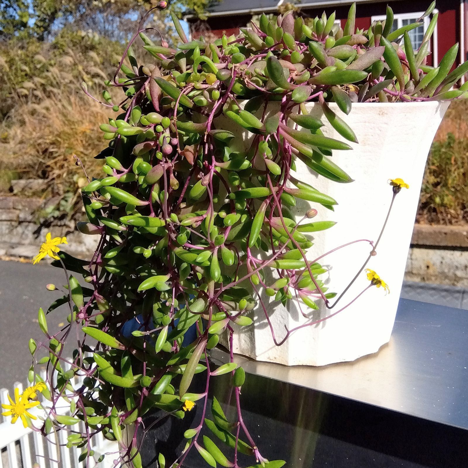 鉢を変えてリニューアルしました❗Ｔ1【そのまま飾れる多肉植物】鉢