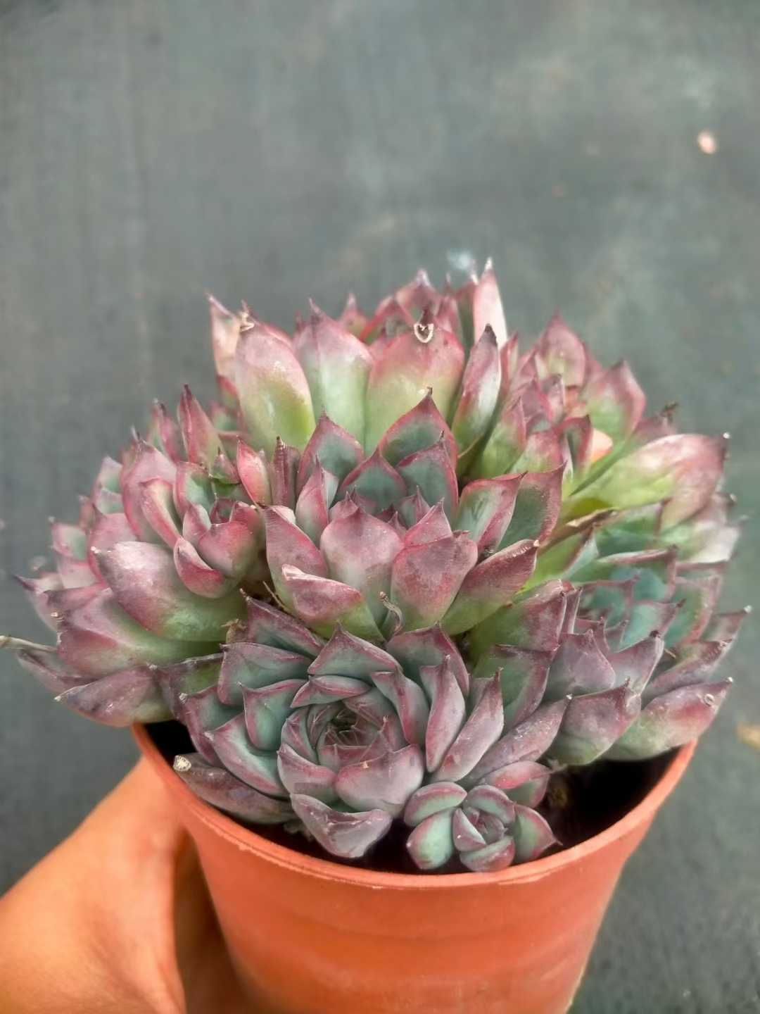 多肉植物　韓国苗　スターファイアー 脇芽あり ① 多肉植物 ⭐️ワイルドファイヤー☘️韓国苗育成 抜き苗 b152 - メルカリ