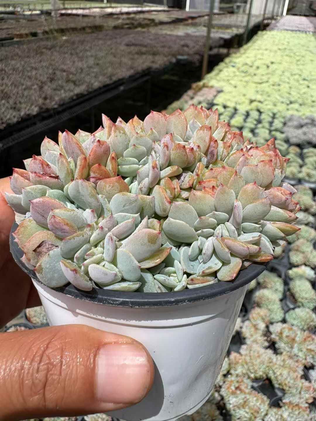 18株の抜き苗セット 白鳳 はくほう 石化 多肉植物 佐川急便発送 エケベリア 韓国苗 XJB619