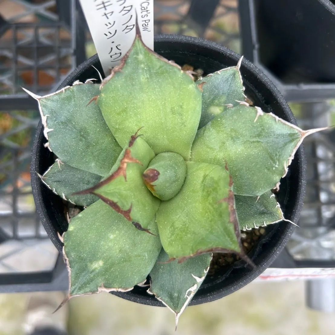 メルカリ便発送‼︎　アテナータ変わり斑　4カット苗 メルカリ便発送‼︎ アテナータ変わり斑 4カット苗 - メルカリ