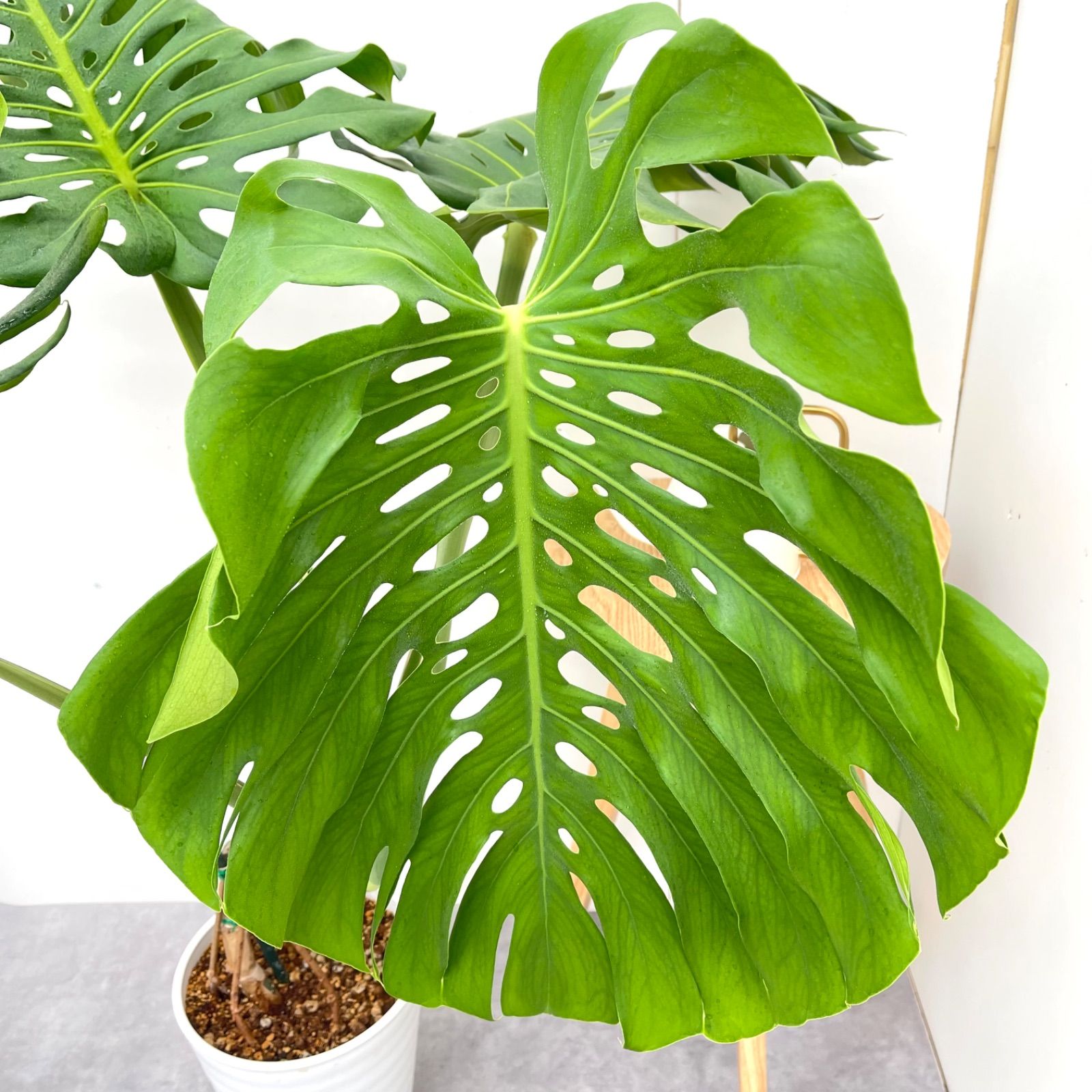 ［現品］90番　モンステラ　デリシオーサ　8号　観葉植物　室内　大型　おしゃれ 現品］90番 モンステラ デリシオーサ 8号 観葉植物 室内 大型