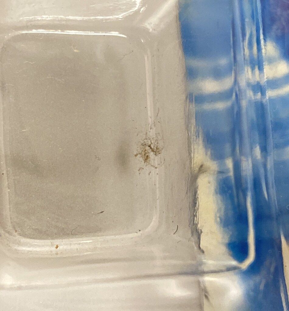 シュピーゲル号