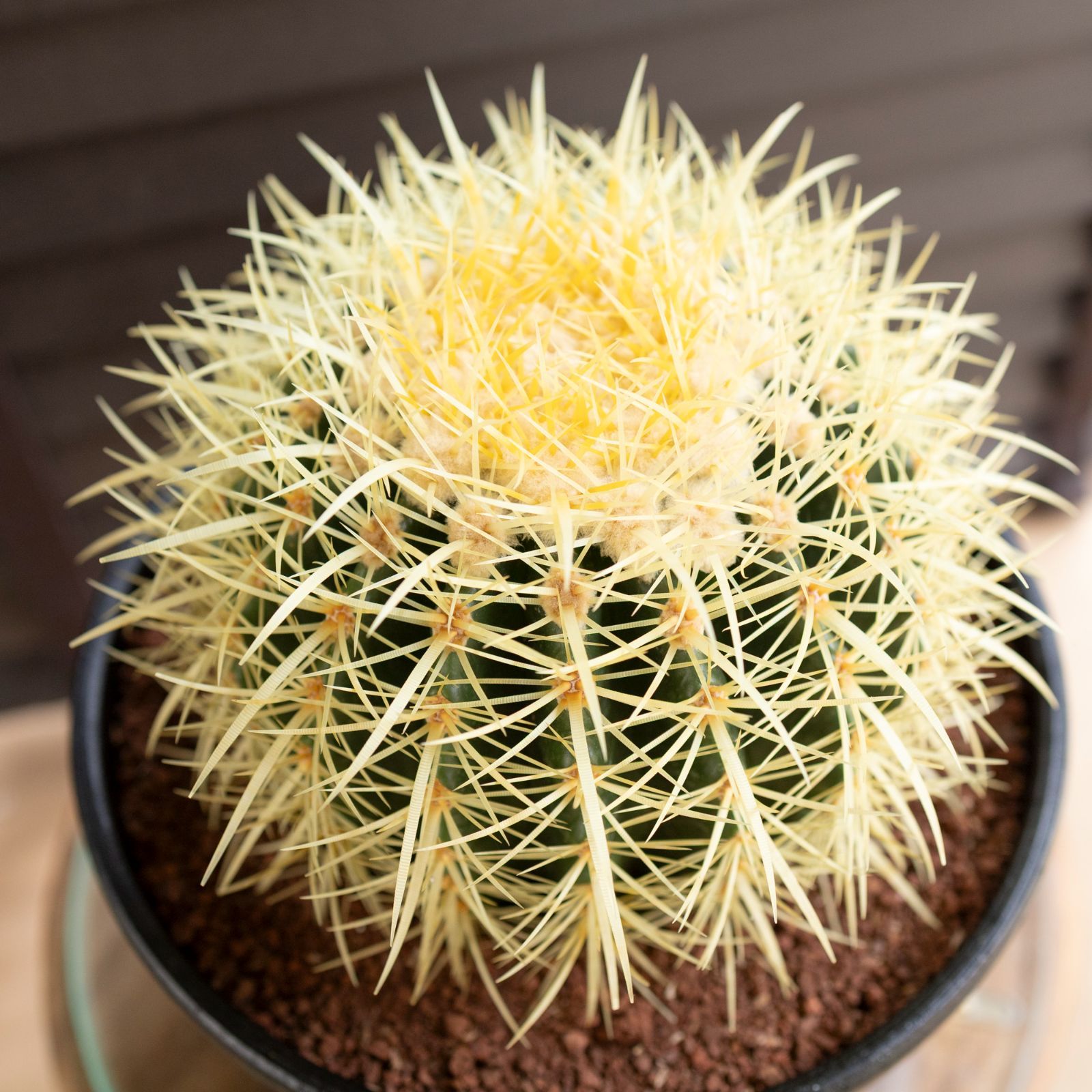 bigblazeページの2 金鯱 ８号２点 bigblazeページの2 金鯱 8号2点 現品】サボテン・キンシャチ 金鯱 8