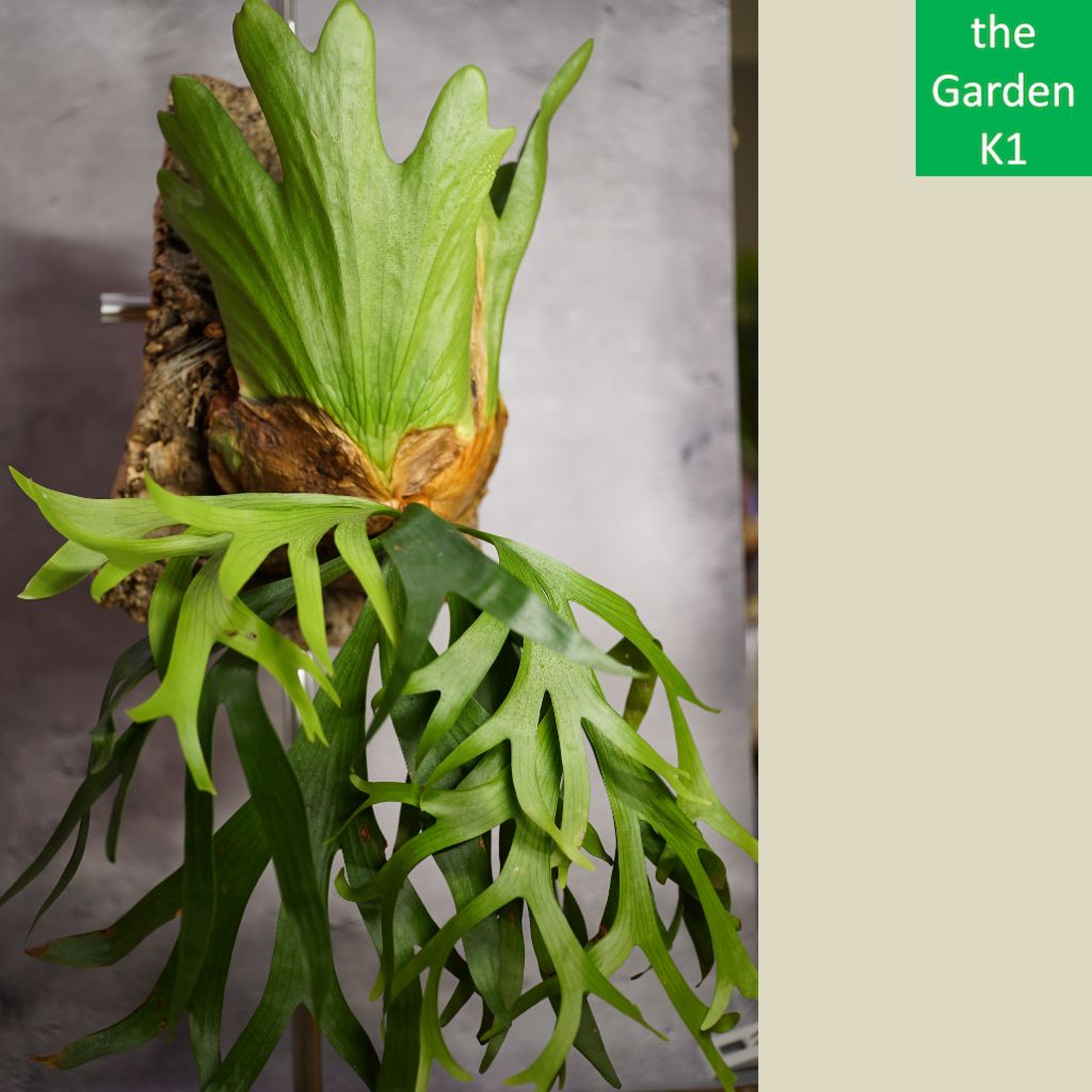 参考出品】ビカクシダ コロナリウム（板付け・胞子培養株）成長参考