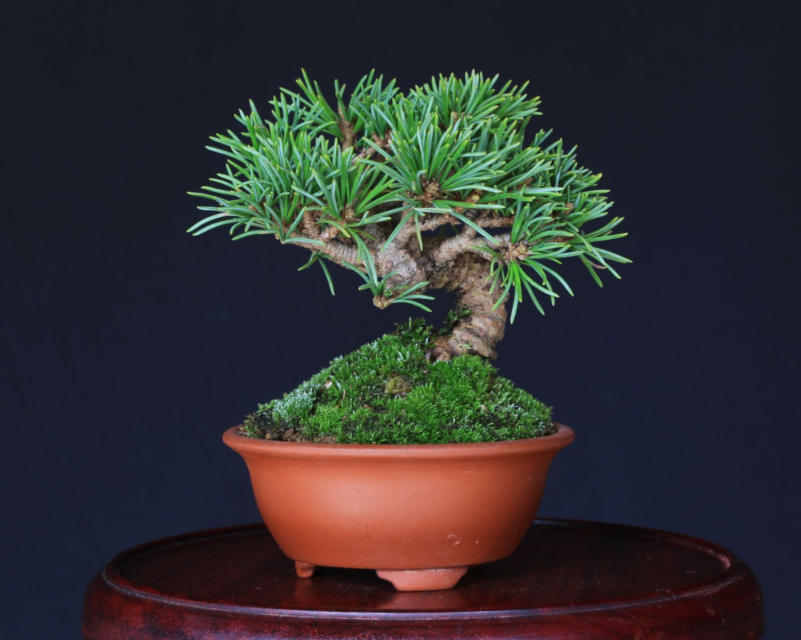 那須五葉松 実生 ミニ盆栽 泰寿園 Online 現品 盆栽 松柏 室内 鑑賞 趣味 卓上盆栽 盆栽鉢 グリーン 和 ギフト プレゼント 贈答品 ミニ盆栽 誕生日 母の日 父の日 敬老の日 記念日 お祝い 4