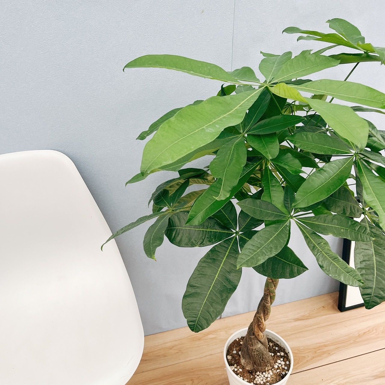 ［現品］1番　パキラ　編み込み　7号　観葉植物　室内　おしゃれ　かわいい　ねじり 在庫］パキラ 編み込み 7号 観葉植物 おしゃれ 室内 ねじり