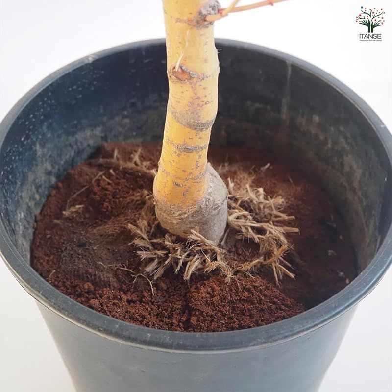 品種で選べる花木苗 学名