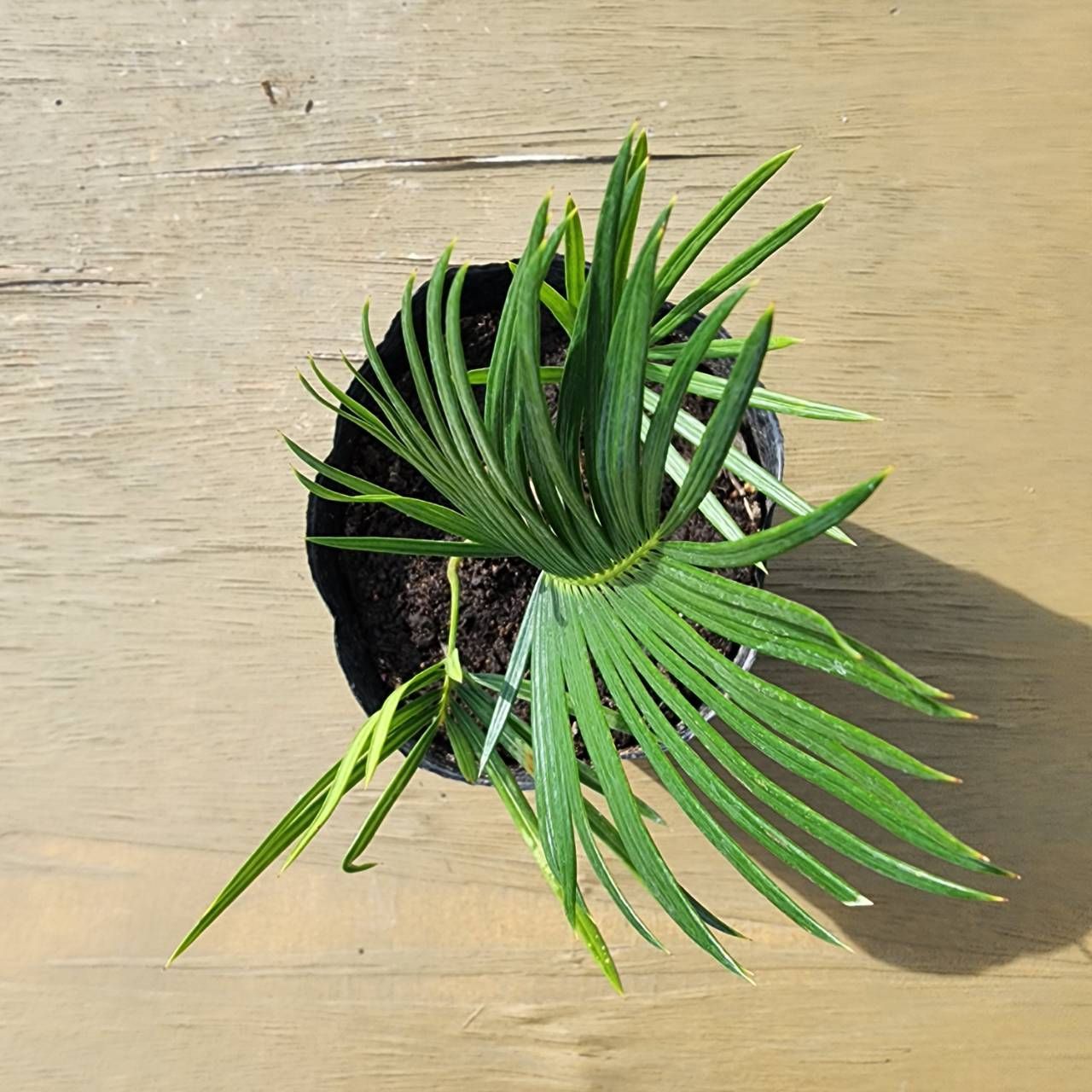 抜き苗発送】実生苗 ソテツ 蘇鉄 Cycas revoluta 2025-4-27-cr2 - メルカリ
