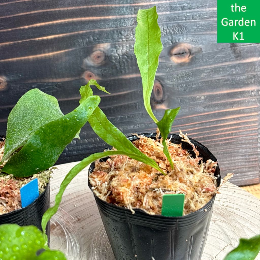 ビカクシダ　3点セット ビカクシダ3株セット+ドリナリア1株 P3D1_007 - メルカリ