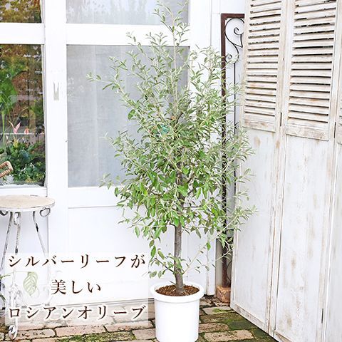 現品２鉢 樹木 ロシアンオリーブ ヤナギグミ 8号 高さ155cm 植木 花木 グミの木 シンボルツリー シルバーリーフ - メルカリ