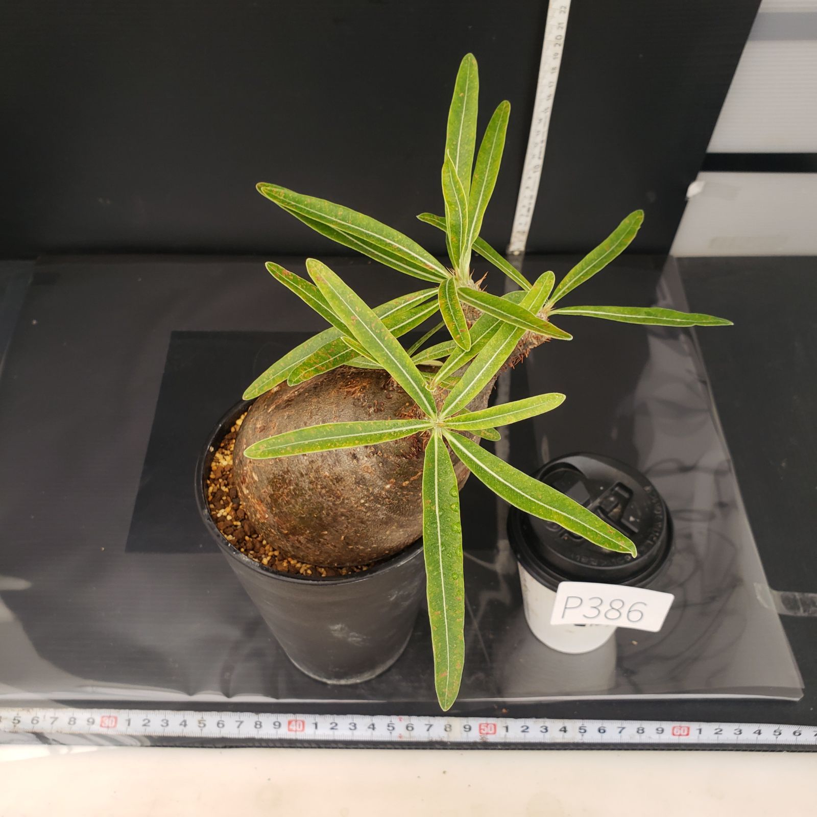 パキポディウムグラキリス　大株　現地球　塊根植物 植物】パキホディウム グラキリス 大株 現地球 発根済み 塊根