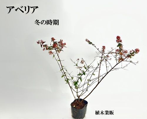 15本セット アベリア樹高0.4m前後15cmポット