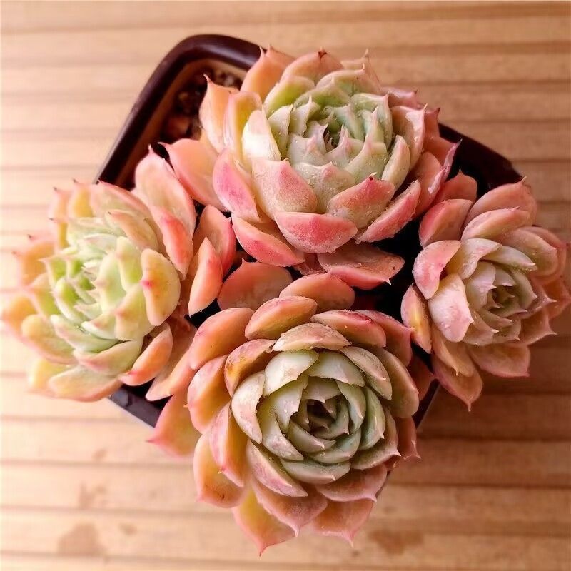 ト*シ様 朱砂痣 R721×105苗 土付き 多肉植物 詰め合わせ エケベリア Amazon.co.jp: 20株 X59 多肉植物 エケベリア朱砂痣超美苗
