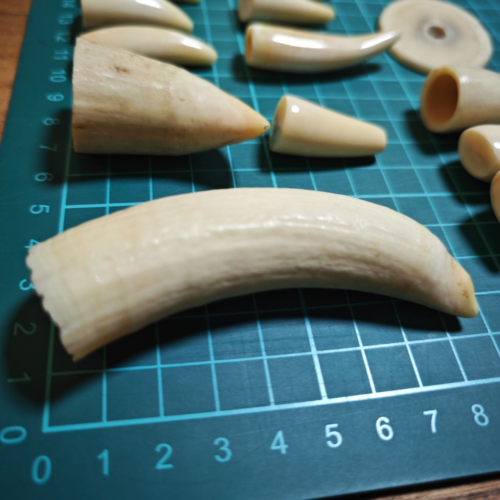 鯨歯 184g マッコウ クジラ 歯 素材 天然 貴重 - メルカリ