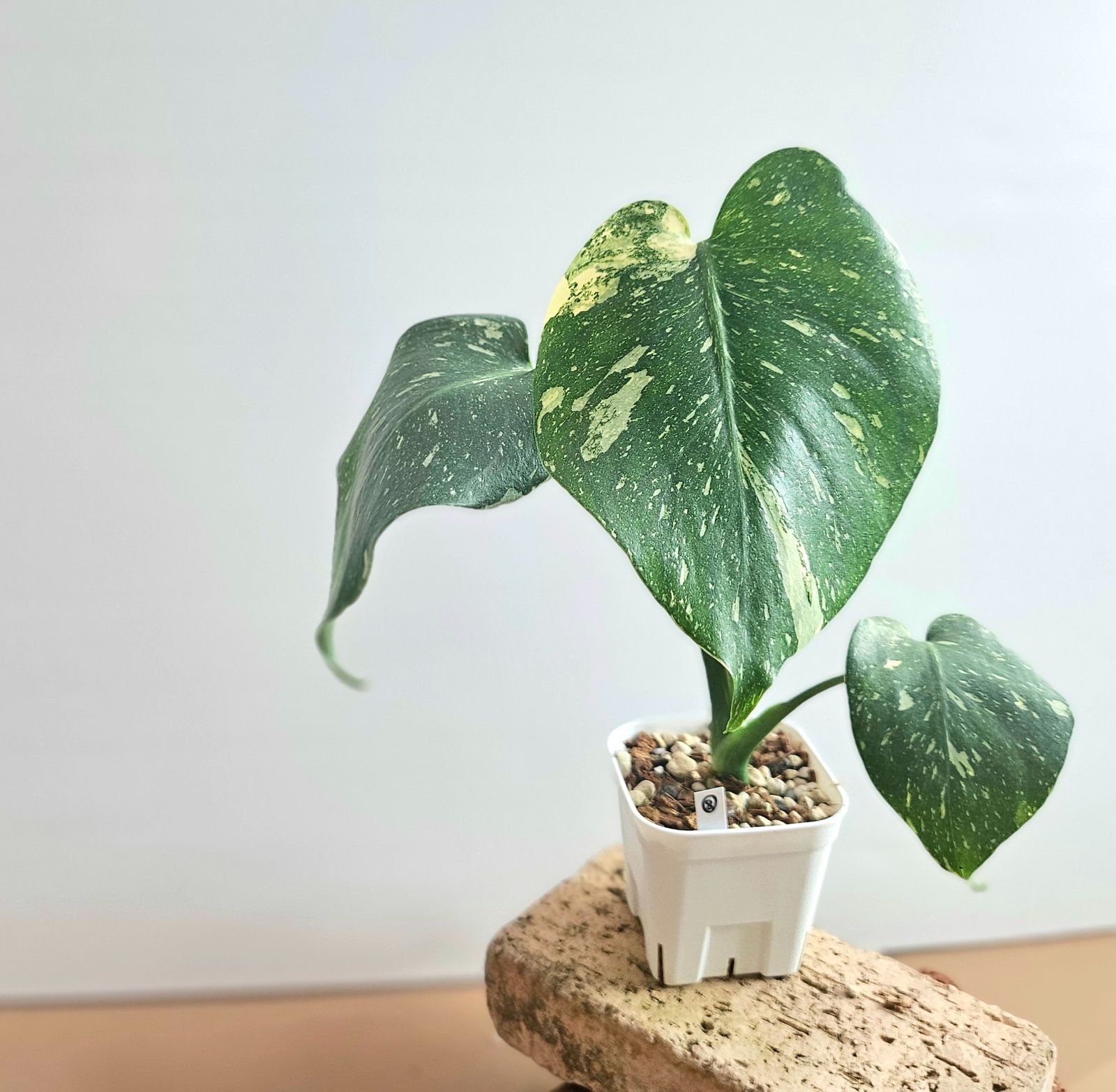 モンステラデリシオーサ タイコンステレーション イエローモンスター モンステライエローモンスター( Monstera deliciosa Yellow