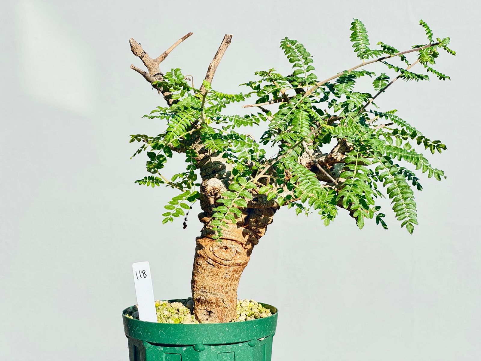 ボスウェリア ネグレクタ118 高品質 Boswellia neglectaボスウェリア