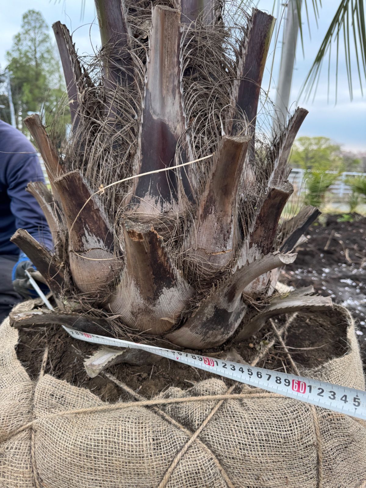 3m10cm】ココスヤシ - メルカリ